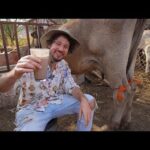 Quién es el propietario de Pillo Phone y qué hay detrás de esta marca