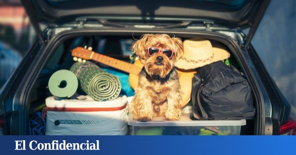 Enzo, el Perro que Transformará Tu Vida: ¡Descúbrelo! 5 Enzo, el Perro que Transformará Tu Vida: ¡Descúbrelo!