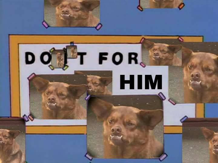 Memes del FIN DE SEMANA: ¡El PERRO CHILAQUIL y Trump! 4 Memes del FIN DE SEMANA: ¡El PERRO CHILAQUIL y Trump!
